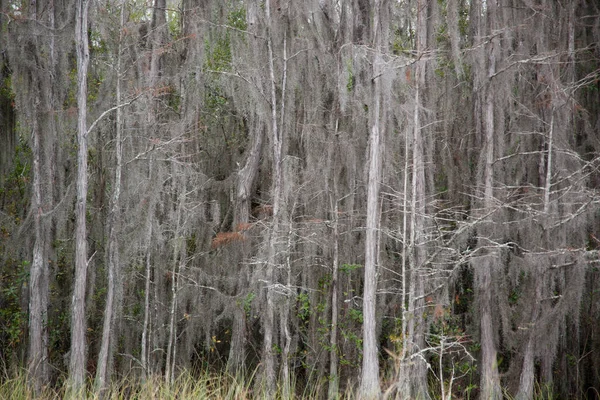 Trees Spanish Moss Hanging Limbs — Stock Photo, Image