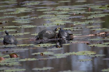 Bataklıkta güneşlenen kaplumbağa.