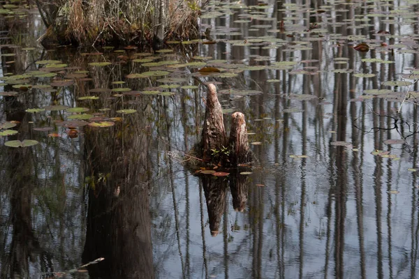 Pond Cypress Knees Swamp — 스톡 사진