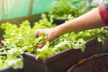 Asyalı kadın bahçıvan sabah kahvaltısı için plastik saksıda organik salata topluyor evde sebze yetiştiriyor, seçici odaklanıyor, çiftçilik yapıyor ve kendi gıda konseptinizi yetiştiriyor..