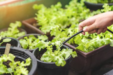 Asyalı kadın bahçıvan organik salata bitkisini sulama hortumuyla sulıyor, evde sebze yetiştiriyor, seçici odaklanma, kopyalama alanı, tarım ve kendi gıda konseptini yetiştiriyor..