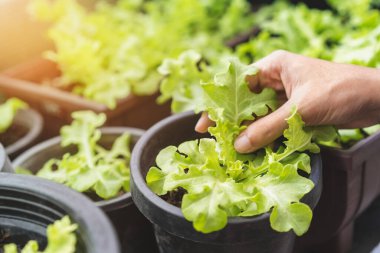 Asyalı kadın bahçıvan plastik saksıdaki organik salata bitkisini kontrol ediyor, evde sebze yetiştiriyor, seçici odaklanıyor, çiftçilik yapıyor ve kendi gıda konseptinizi yetiştiriyor..