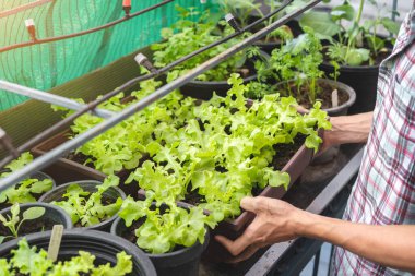 Asyalı bahçıvanın elinde plastik saksıda organik salata, evde sebze yetiştirme, seçmeli odaklanma, kopyalama alanı, tarım ve kendi gıda konseptinizi yetiştirme..