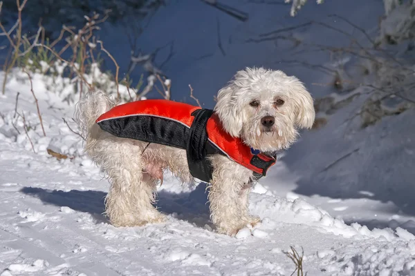 Le chien en hiver sur la neige — Photo