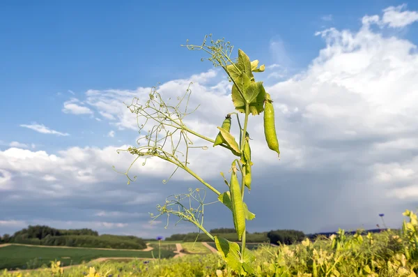 Sweet pea field — Stock Photo, Image