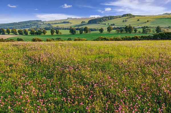 Field and meadow — Stock Photo, Image