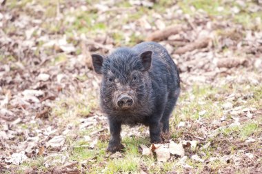 Siyah iç domuz