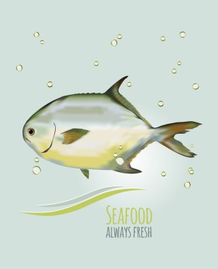 Altın palamut balık vektör illüstrasyon, menü dekorasyon öğesi, afiş veya flayer şablonu