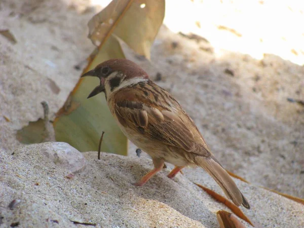 Déjeuner Moineau Sur Plage — Photo