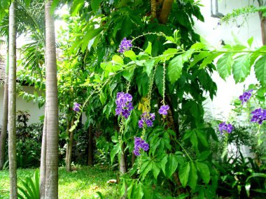 Koh Samui 'deki özel bir evin bahçesinde egzotik çiçekler.