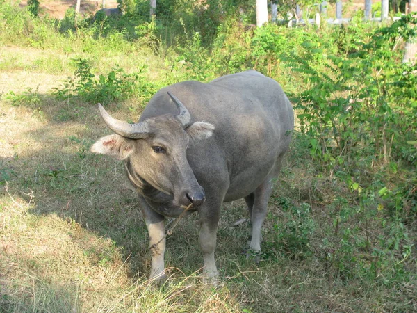 熱帯の水牛を休ませる — ストック写真