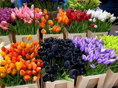 Amsterdam 'da kutulardaki güzel laleler