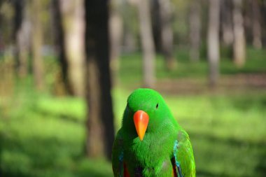 Ormandaki vahşi yeşil papağan. Güzel kuş.