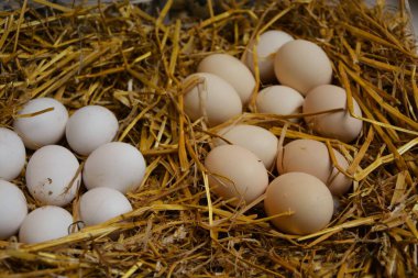 Çiftlik ürünü. Samanlıkta tavuk yumurtası