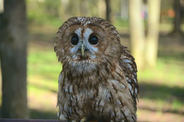 Owl hunting. Forest bird owl. Wild bird in the forest