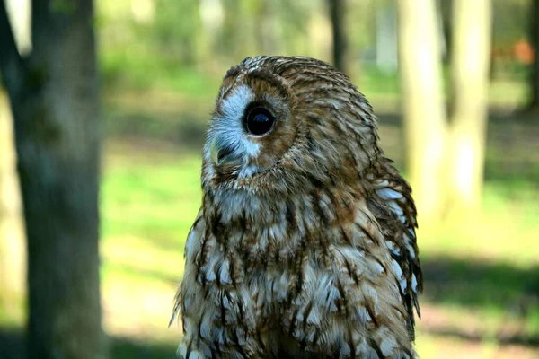 Forest bird owl. A wild bird in the forest. Huge owl eyes