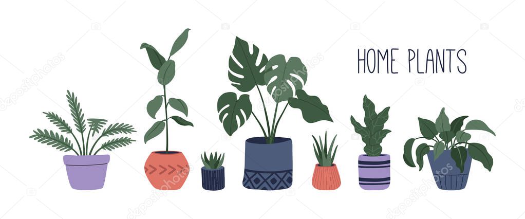 Trendy home plants in colorful pots, hand drawn set of stylish flowers, interior decor in Scandinavian style, cozy apartment decor in pastel colors. Vector illustration isolated on white background
