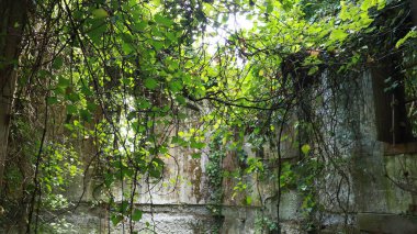 Terk edilmiş taştan bir evin dış cephesi, yeşil bitkilerle çevrili..