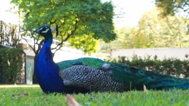 Tavuskuşu erkeği parkın gölgesinde dinleniyor.