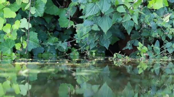 Kaczka Ukrywa Się Bajecznym Stawie Piękne Tło Refleksja Spokojnej Wodzie — Wideo stockowe