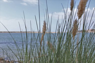 Sazlıklardan nehrin manzarası. Fotoğrafta ufuk çizgisi, gökyüzünü nehirden ayıran bir baraj şeklindeydi..