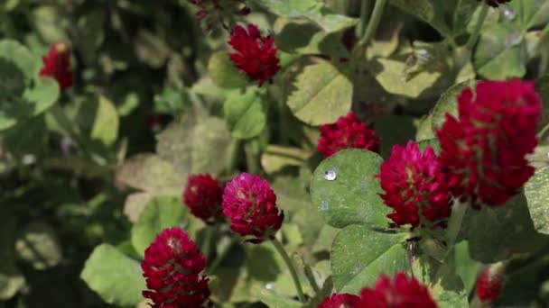 Czerwona Koniczyna Kwitnie Łące Zbliżenie Czerwonych Kwiatów Koniczyny Kołyszących Się — Wideo stockowe