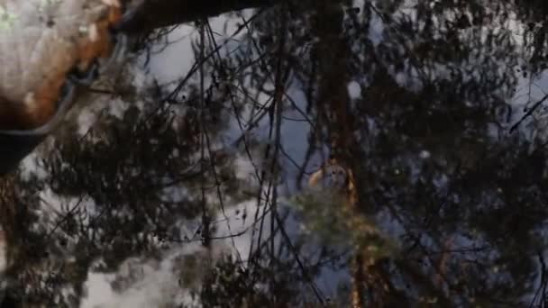 Reflejo Del Bosque Cielo Lago Bosque Cámara Mueve Derecha Izquierda — Vídeo de stock