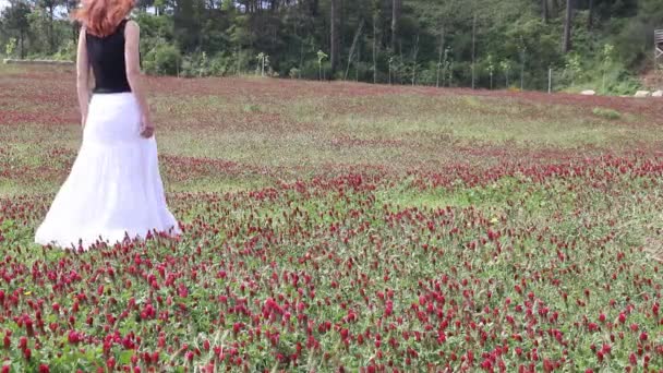 Woman Blooming Meadow Woman White Skirt Wanders Blooming Red Meadow — Stock Video