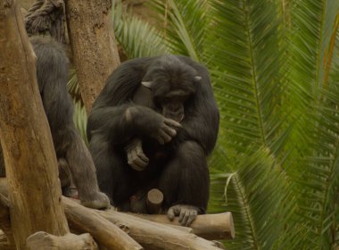 A monkey relaxing in leipziger zoo at summer