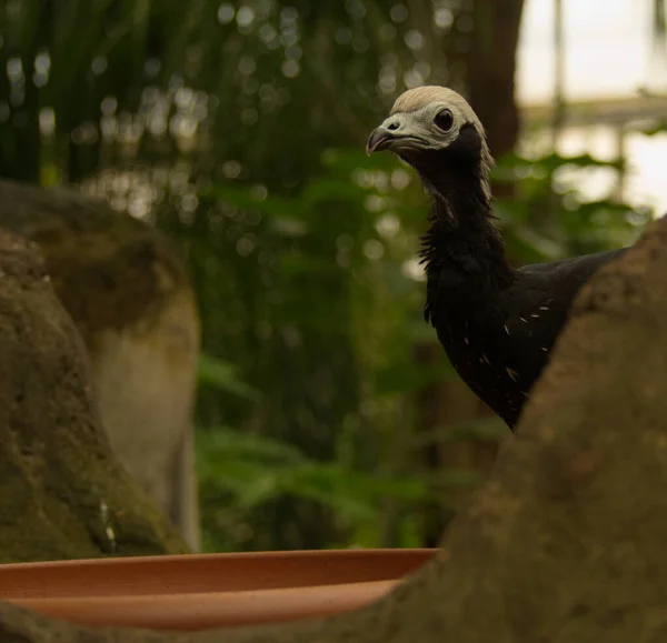 Vögel in einem Schutzgebiet wie im Zoo in leipzig — Stockfoto