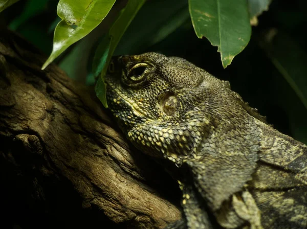 Reptile Animals Zoo Leipzig Germany Summer Nature — Stock Fotó