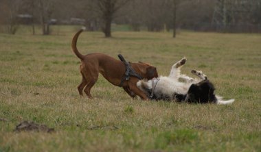 Having a good time with a dog pet in jenas nature