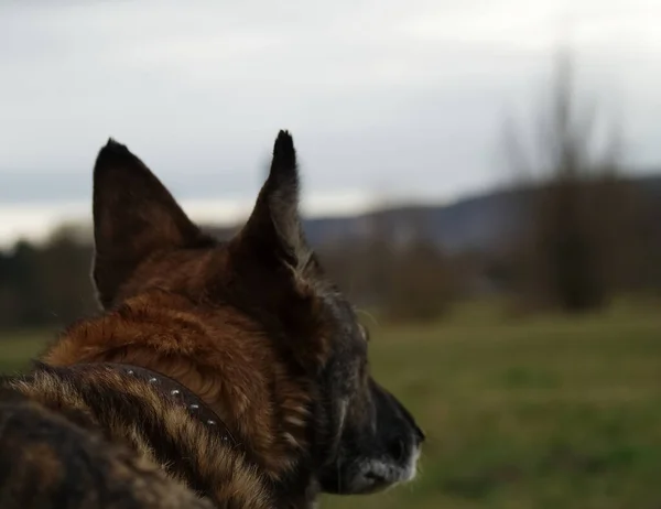 Passez un bon moment avec un animal de compagnie de chien dans la nature jénas — Photo