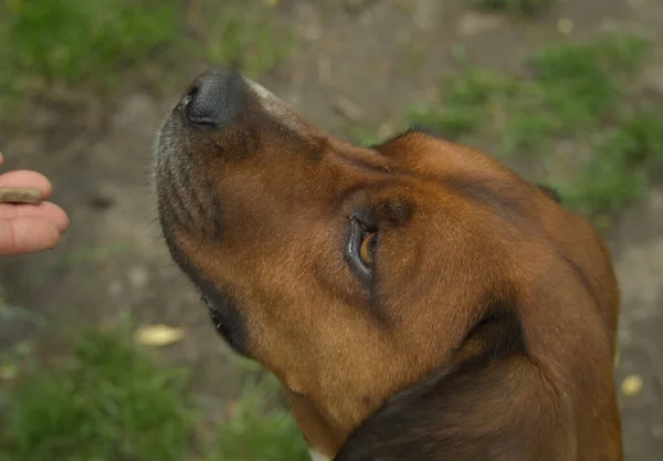 En promenad med söt hund i Jena på sommaren — Stockfoto