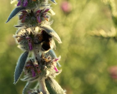 Bir yaban arısı günbatımında bir çiçeğin üzerinde oturur.