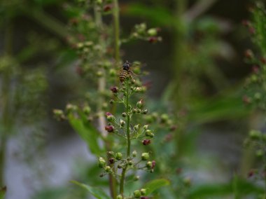 Yazın Jena 'da bitkiler arasında uçan bir eşekarısı.