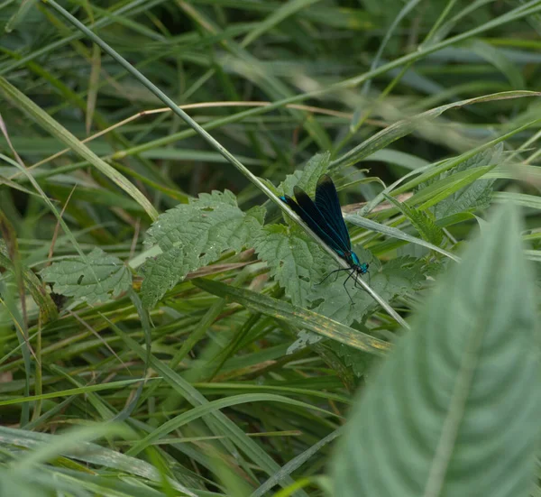 Uma libélula senta-se em plantas no verão na natureza em jena — Fotografia de Stock