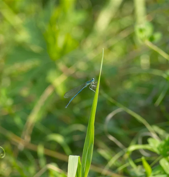 Libélula en verano en la naturaleza en jena — Foto de Stock