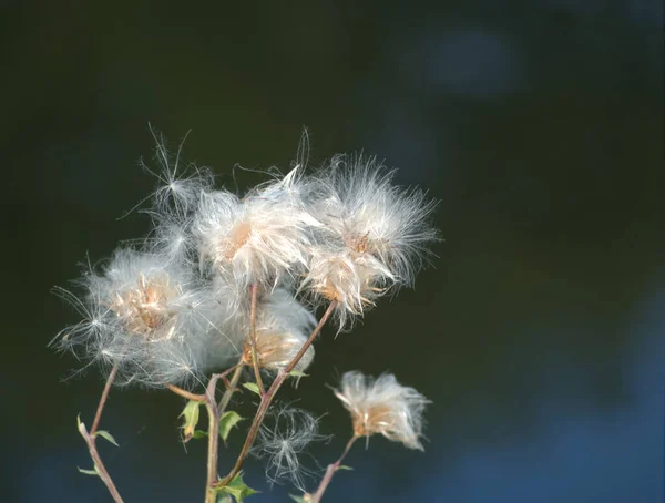 Ein flauschiger Geschmack am Tag im Sommer in ena — Stockfoto