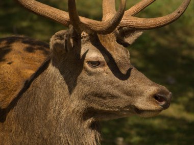 Almanya 'da yazın yakın çekim hayvan fotoğrafçılığı