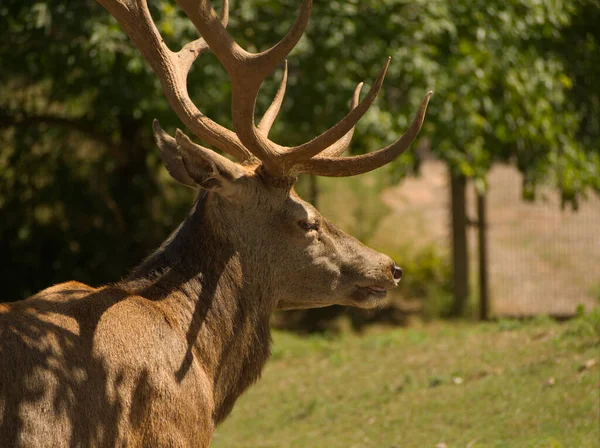 Nahaufnahme Tierfotografie im Sommer in Deutschland — Stockfoto