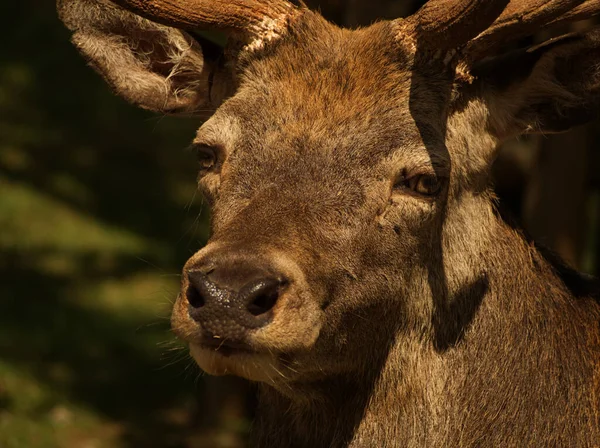 Nahaufnahme Tierfotografie im Sommer in Deutschland — Stockfoto