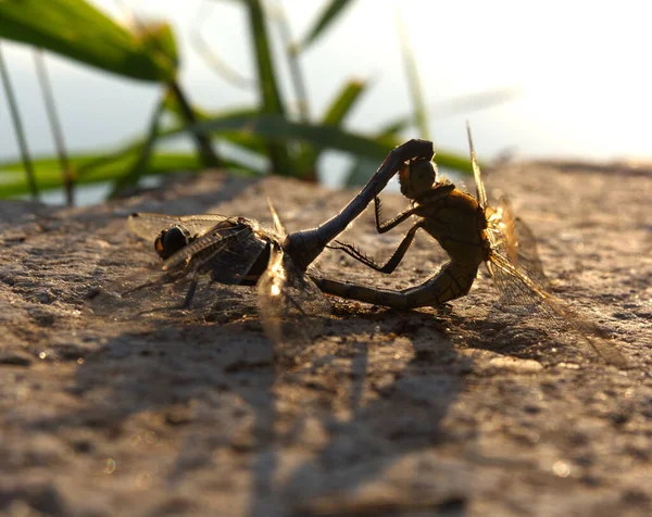 Dragonflys se propagam no verão em um mar na thuringia alemanha — Fotografia de Stock