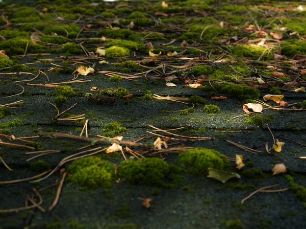 A closer look while autumn at moos into nature in jena — Stock Photo, Image