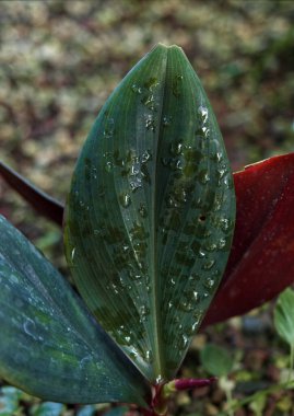 Jena 'da su damlaları olan bir yaprak.