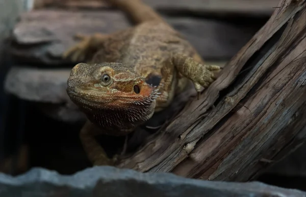眼に焦点を当てた動物園の爬虫類の動物 — ストック写真