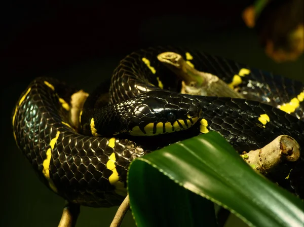 毒蛇がライプツィヒ動物園の枝の中に座って — ストック写真
