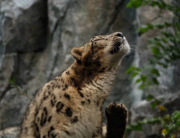 Gepardí masožravec v ZOO Lipsku se poškrábal v Německu — Stock fotografie