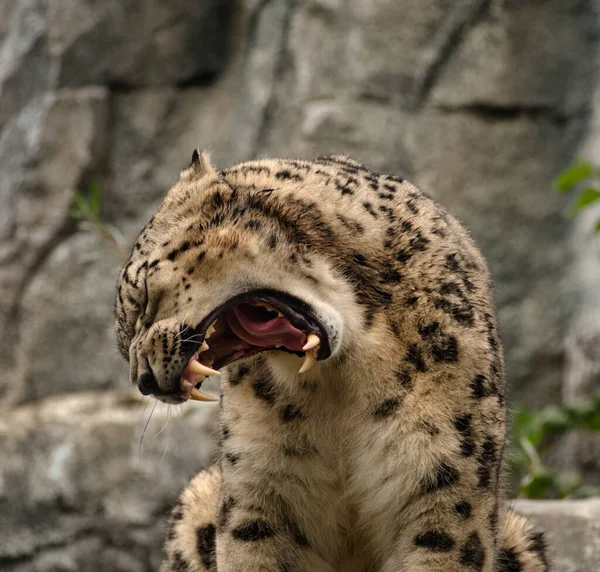 Cheetah Carnivore bocejando no zoológico leipzig alemanha — Fotografia de Stock