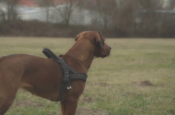 Bon moment avec un animal de compagnie de chien dans la nature jénas — Photo